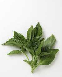 Holy basil leaves have a slight jagged appearance on the edges.