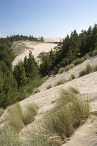 Grasses native to drier areas develop deeper roots to reach underground water supplies.