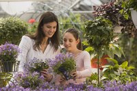Fragrant herbs such as lavendar produce fragrant essential oils.