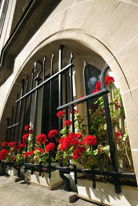 Cheerful geraniums enliven any garden border or container.