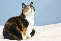 Keep an eye on any new developments in your cat's body language.