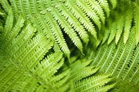 Ferns create a lush oasis in moist conditions.