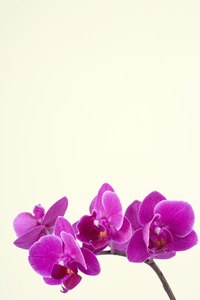 Divide and root an orchid after it finishes flowering.