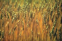 Domesticated wheat is polyploid.