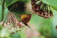 Butterflies sip nectar from milkweed and their larval caterpillars munch on leaves.