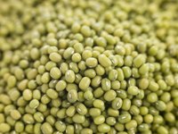 Close-up of green mung beans.