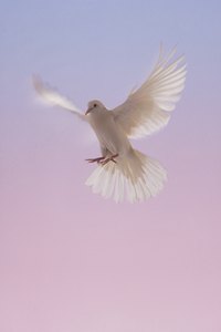 The dove is an important symbol of the Christian faith.