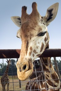 Visiting zoos is a favorite form of entertainment for people of all ages.