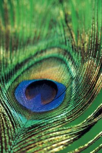 The eye of a peacock feather typically consists of vibrant colors.