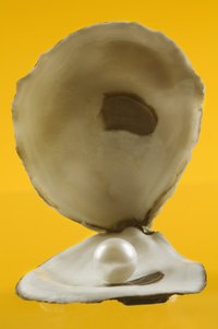 Bleach oyster shell using basic household supplies.