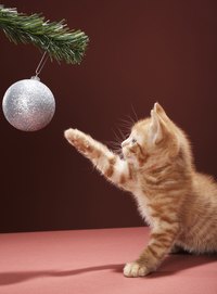 Cats can still be playful even when they're ill.