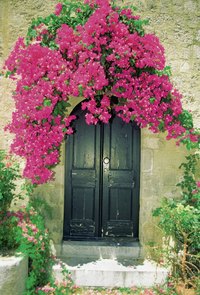 Bougainvilleas are part of the Nyctaginaceae, or Four O'Clock, family.