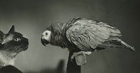 "Keep away from me, bird. I don't want your nasty parasites."