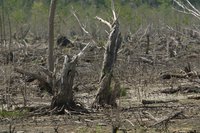 Deforestation is a major issue in many countries.