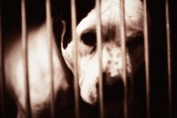 Grants help cover the costs of caring for sheltered animals.