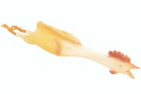 Use a rubber chicken as a prop for the costume.