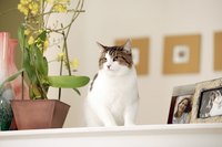 There's plenty for your cat to explore indoors.
