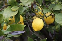 Lemons growing on a branch.