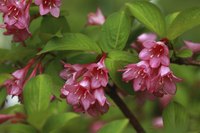 Weigela's funnel-shaped flowers attract hummingbirds.