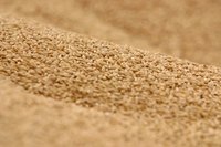 Seeds