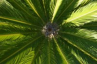 Frost-damaged sago palm leaves don't remain entirely green.