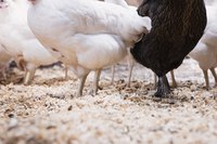 Oak sawdust provides bedding for chickens and other fowl.