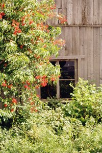 An overgrown yard is unsightly and takes up what could otherwise be useful space.