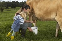 Model milking cows can help teach children this simple process.