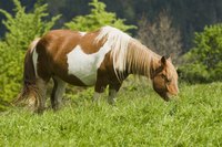 Horse eating from grass field.