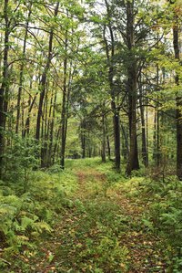 Tree sap naturally occurs, creating a sticky substance that drips from trees.