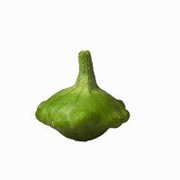 "White Bush" squash begins green and ripens to white.