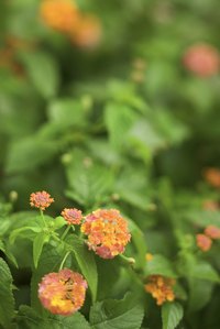 Lantana is a member of the verbena family.