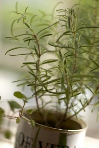 Rosemary grows well in alkaline soil and ample sunlight.