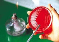 Combining an MBA with biotechnology training expands graduate opportunities beyond traditional research.