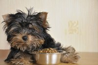 Small dog laying beside bowl of food.