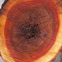 Sap transports nutrients throughout a tree.