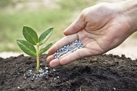 As it is highly water-soluble, do not apply potassium-rich fertilizers before plants have begun to grow.
