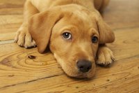 Brushing your dog's coat regularly reduces the amount of hair she sheds.