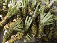 Wasabi grows from rhizomatous roots.