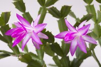 A healthy Christmas cactus without pests blooms easily.