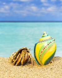A painted shell is pretty, but potentially lethal for a hermit crab.