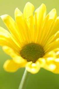 Cared for properly, the Euryops will be covered in bright yellow flowers.