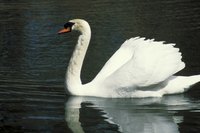 Make a swan prop using craft supplies.