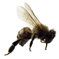 Raise your own honey bees using traditional methods.