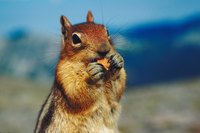 Chipmunks enjoy feasting on bird seed.