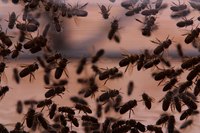 Bees swarm when they are looking for a new home.