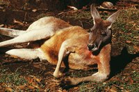 Kangaroo masks set the vibe.
