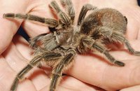 Although frightening, most tarantulas are actually quite harmless.