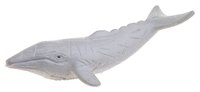 The humpback whale has a distinctively shaped snout.