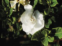 A healthy gardenia with white flowers